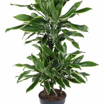 Dracaena Gold Coast