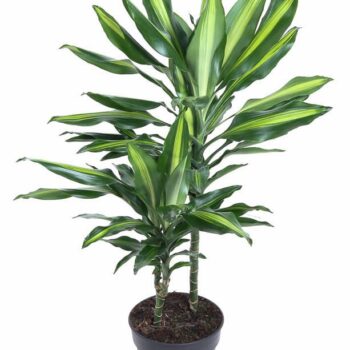 Dracaena Cintho