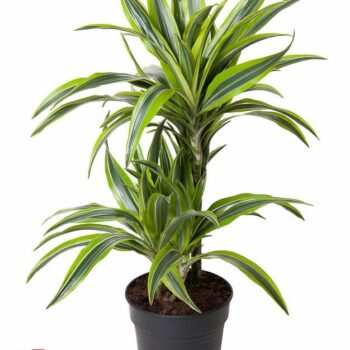 Dracaena Lemon Lime