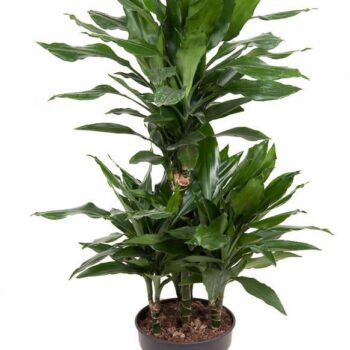 Dracaena Janet Lind