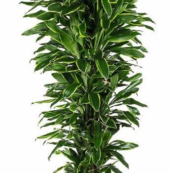 Dracaena Gold Coast