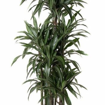 Dracaena Ulises