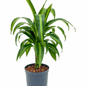 Dracaena fragrans 'Hawaiian Sunshine' 15