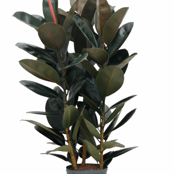 Ficus elastica 'Abidjan' 3pp