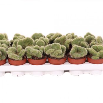 Hildewinteria aureispina cristaat