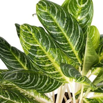 Aglaonema Keylime