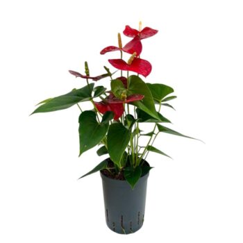 Anthurium Andreanum Red