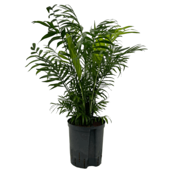 Chamaedorea Elegans