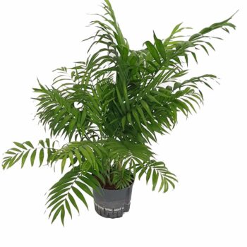 Chamaedorea Elegans