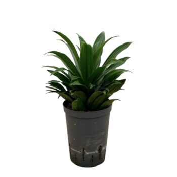Dracaena Compacta Tip