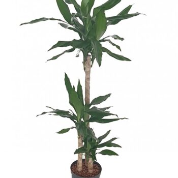 Dracaena Steudnerii