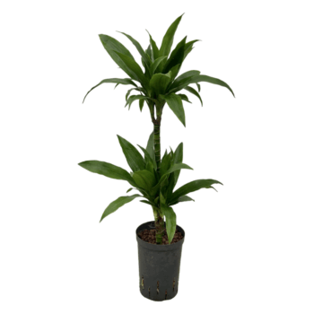 Dracaena Janet Graig
