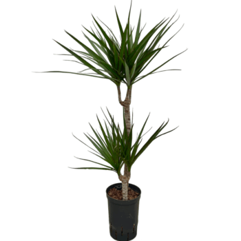 Dracaena Marginata