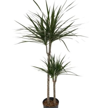 Dracaena Marginata