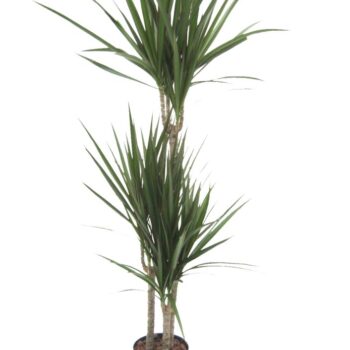 Dracaena Marginata