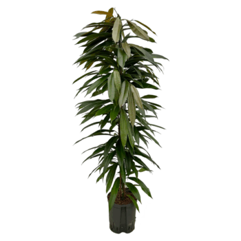 Ficus Amstel King