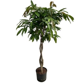 Ficus Amstel King