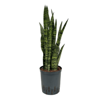 Sansevieria Zeylanica