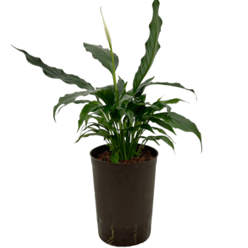 Spathiphyllum White Queen