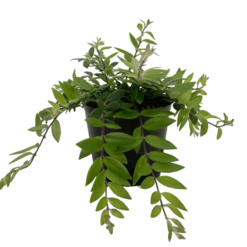 Aeschynanthus Lobbianus