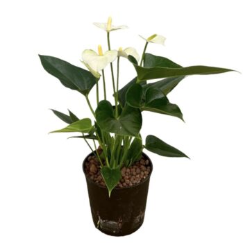 Anthurium White
