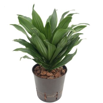 Dracaena Compacta Tip