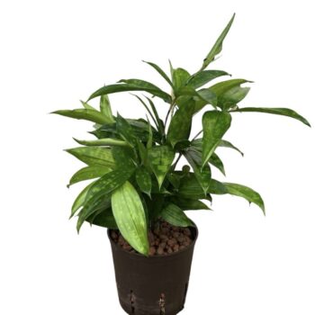 Dracaena Surculosa