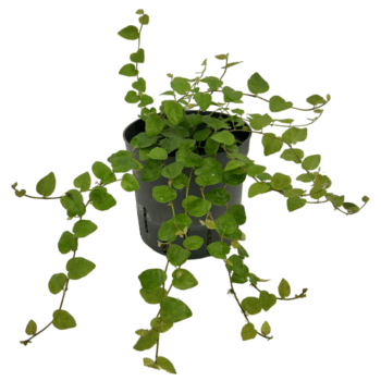 Ficus pumila Green Sunny