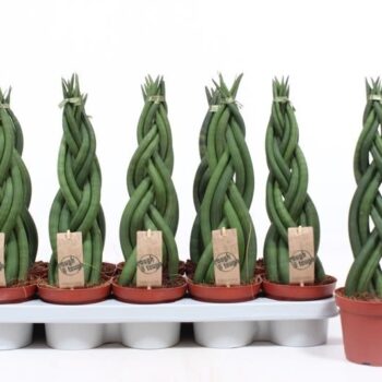 Sansevieria Twister