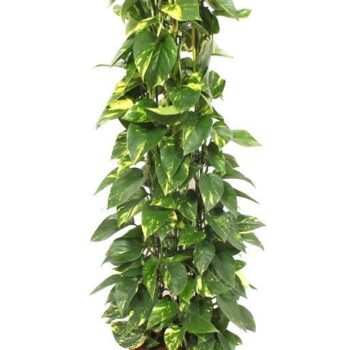 Epipremnum Aureum
