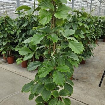 Tetrastigma voinierianum