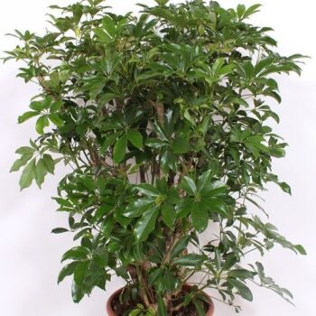 Schefflera arboricola 'Compacta'