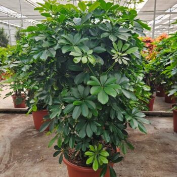 Schefflera arboricola 'Compacta'