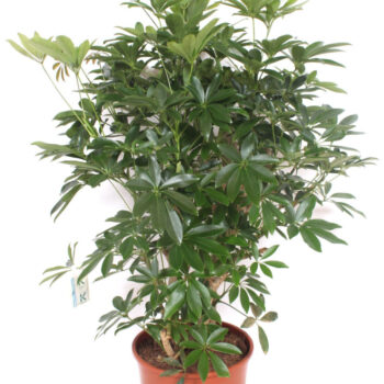 Schefflera arboricola 'Compacta'