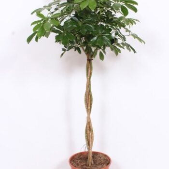 Schefflera arboricola 'Compacta'