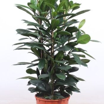 Ficus Cyathistipula