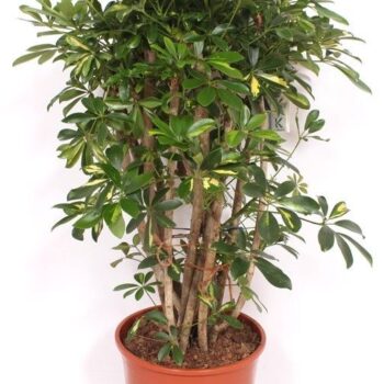 Schefflera Gold Capella