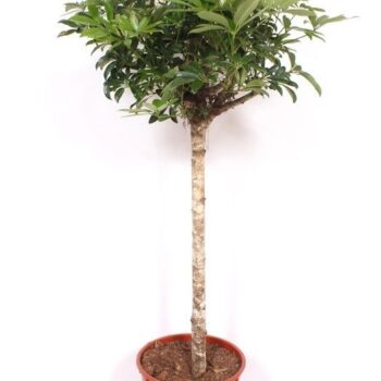 Schefflera arboricola 'Compacta'