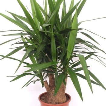 Yucca elephantipes vertakt 4+ armen