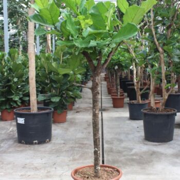 Ficus lyrata