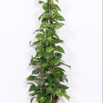 Epipremnum Aureum