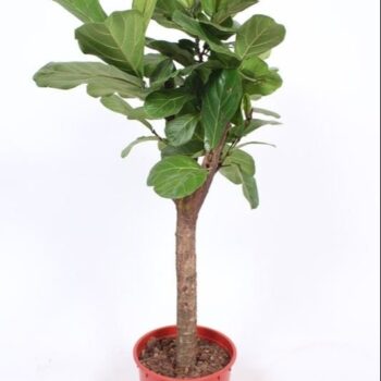Ficus lyrata