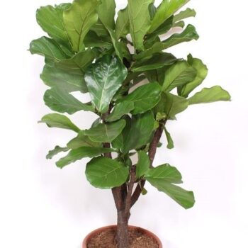 Ficus lyrata
