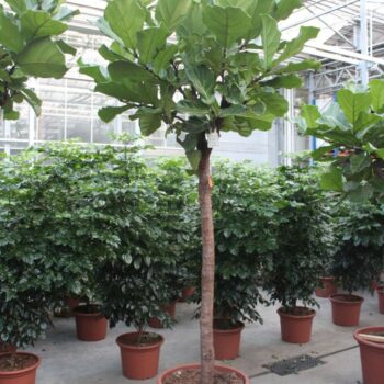 Ficus lyrata