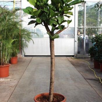Ficus lyrata