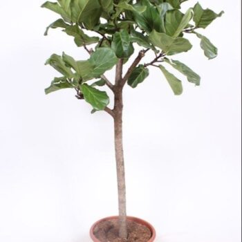 Ficus lyrata