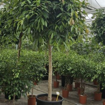 Ficus Amstel King