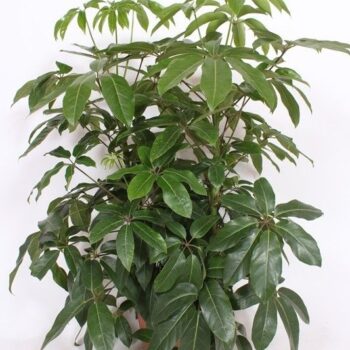 Schefflera actinophylla 'Amate’