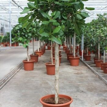 Ficus Benghalensis