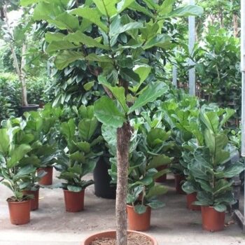 Ficus lyrata
